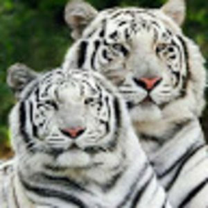 Meet your Posher, Aileen